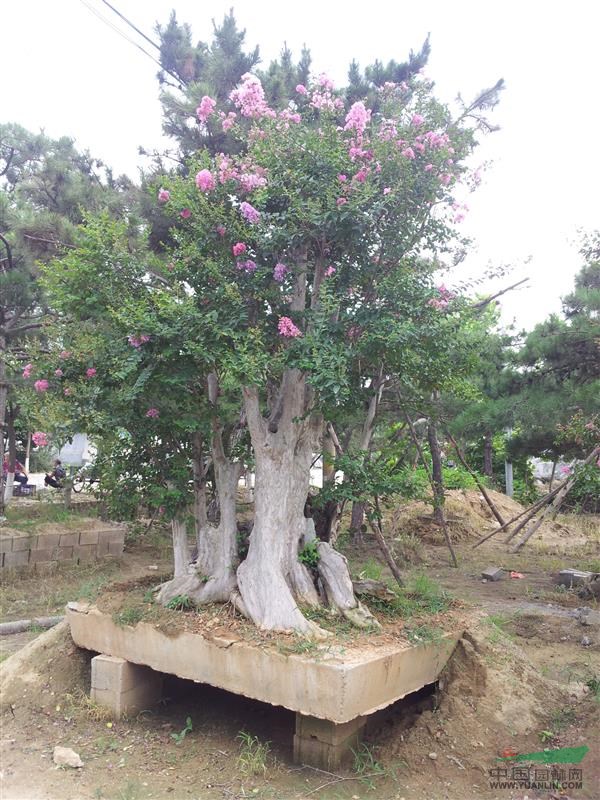 山東泰安百日紅紫薇古樁