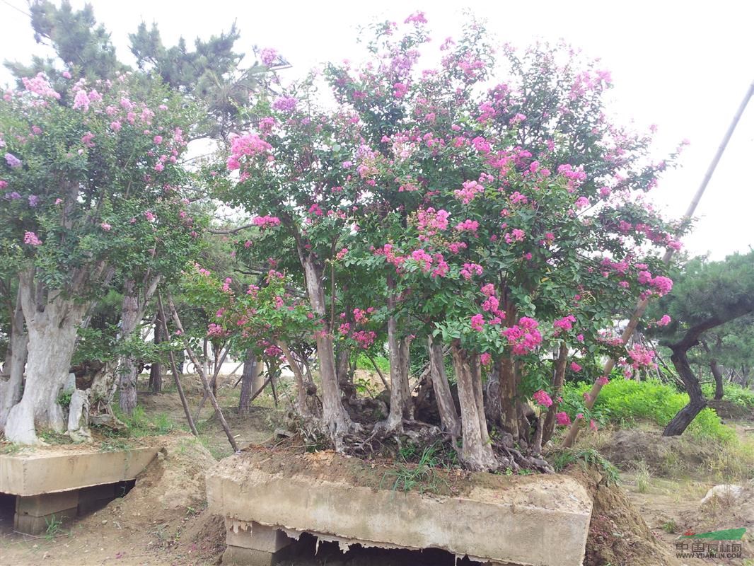 山東泰安百日紅紫薇古樁