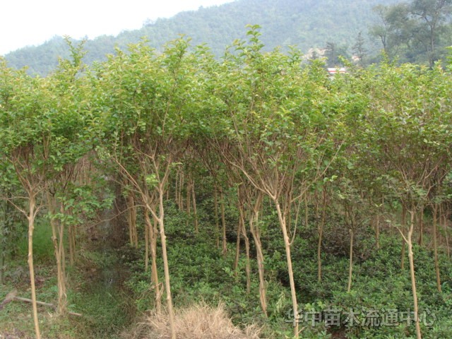 紫薇（百日紅），香樟，桂花，廣玉蘭