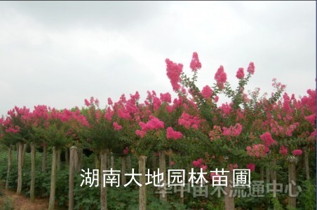 紫薇（百日紅），香樟，桂花，廣玉蘭