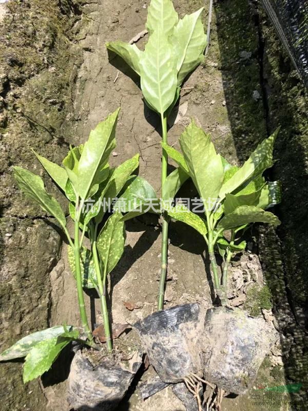 供應(yīng)八角金盤、花葉珊瑚（桃葉珊瑚、灑金珊瑚）、熊掌木營養(yǎng)杯苗