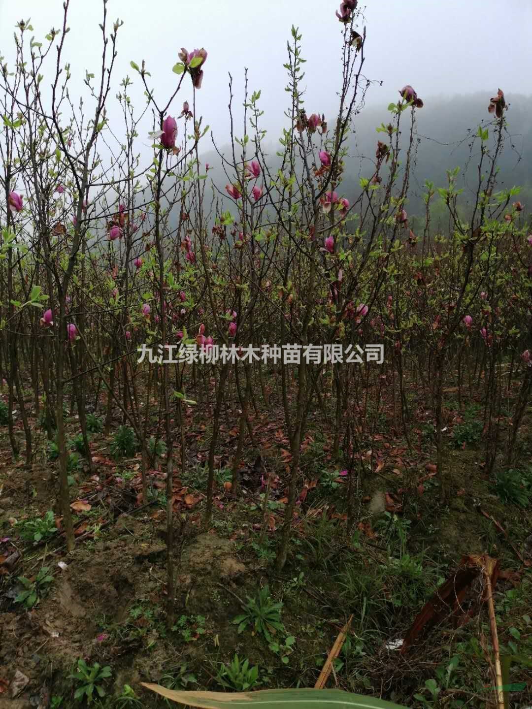 江西紫玉蘭批發(fā)價格便宜 九江紫玉蘭基地 專業(yè)紫玉蘭價格走勢