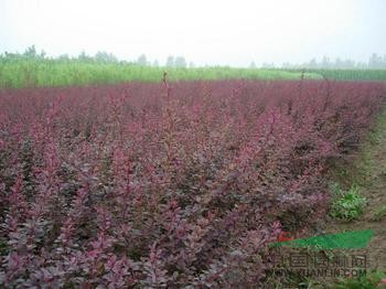 供應北海道黃楊、紅葉小檗、金葉女貞、紅葉李