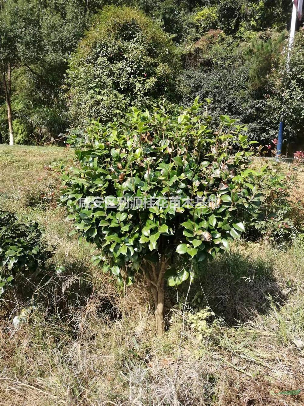 優(yōu)質(zhì)特價湖北茶花球 咸寧茶花球農(nóng)戶產(chǎn)地直銷