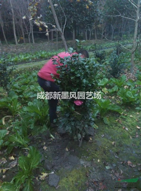 茶花，山茶花，四川茶花