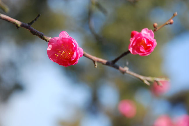 廣玉蘭，紫玉蘭