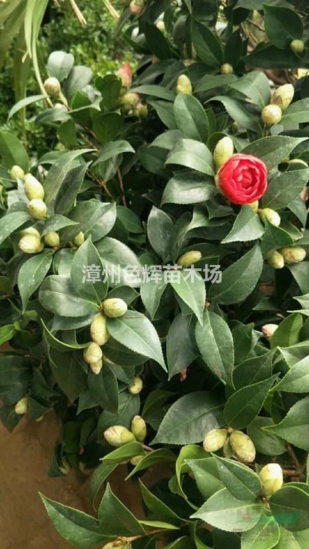 大紅赤丹茶花價格 福建茶花基地銷售