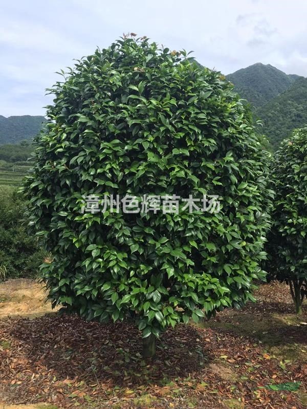 大紅赤丹茶花價格 福建茶花基地銷售