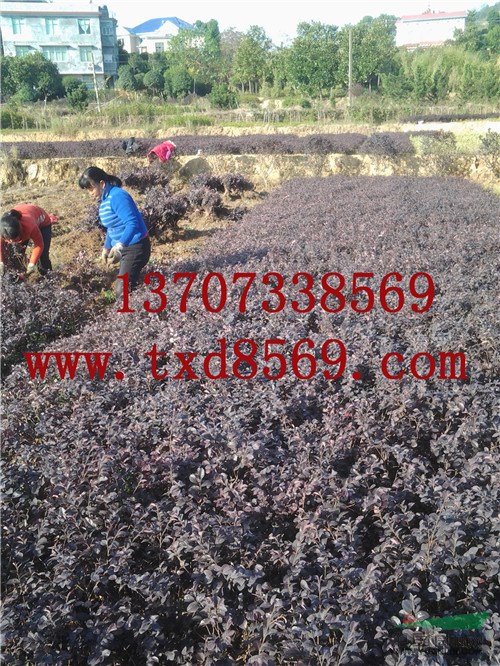 紅繼木 杜鵑 金葉女貞 金邊黃楊 茶花 梔子小苗