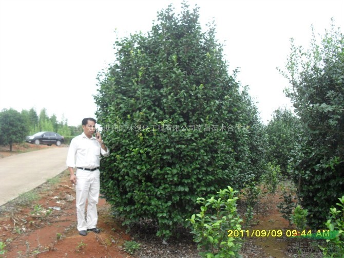 茶花，原生茶花，江西茶花，精品茶花，茶花價(jià)格