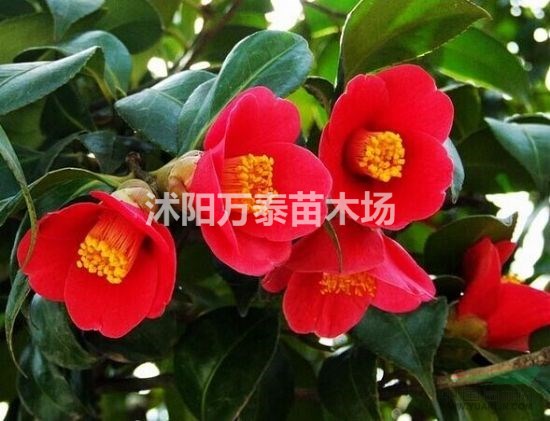 茶花耐冬價格、茶花耐冬供應(yīng)、茶花耐冬批發(fā)