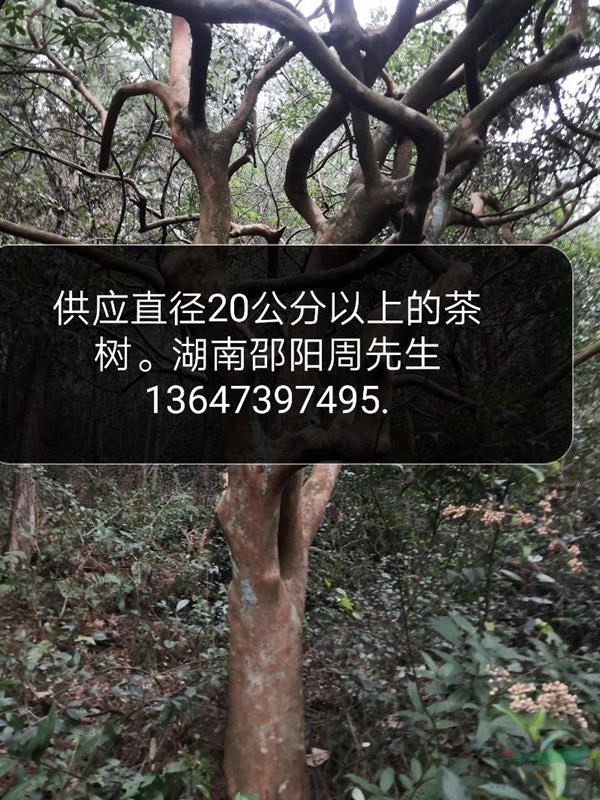 供應(yīng)直徑30公分左右的時(shí)間茶花