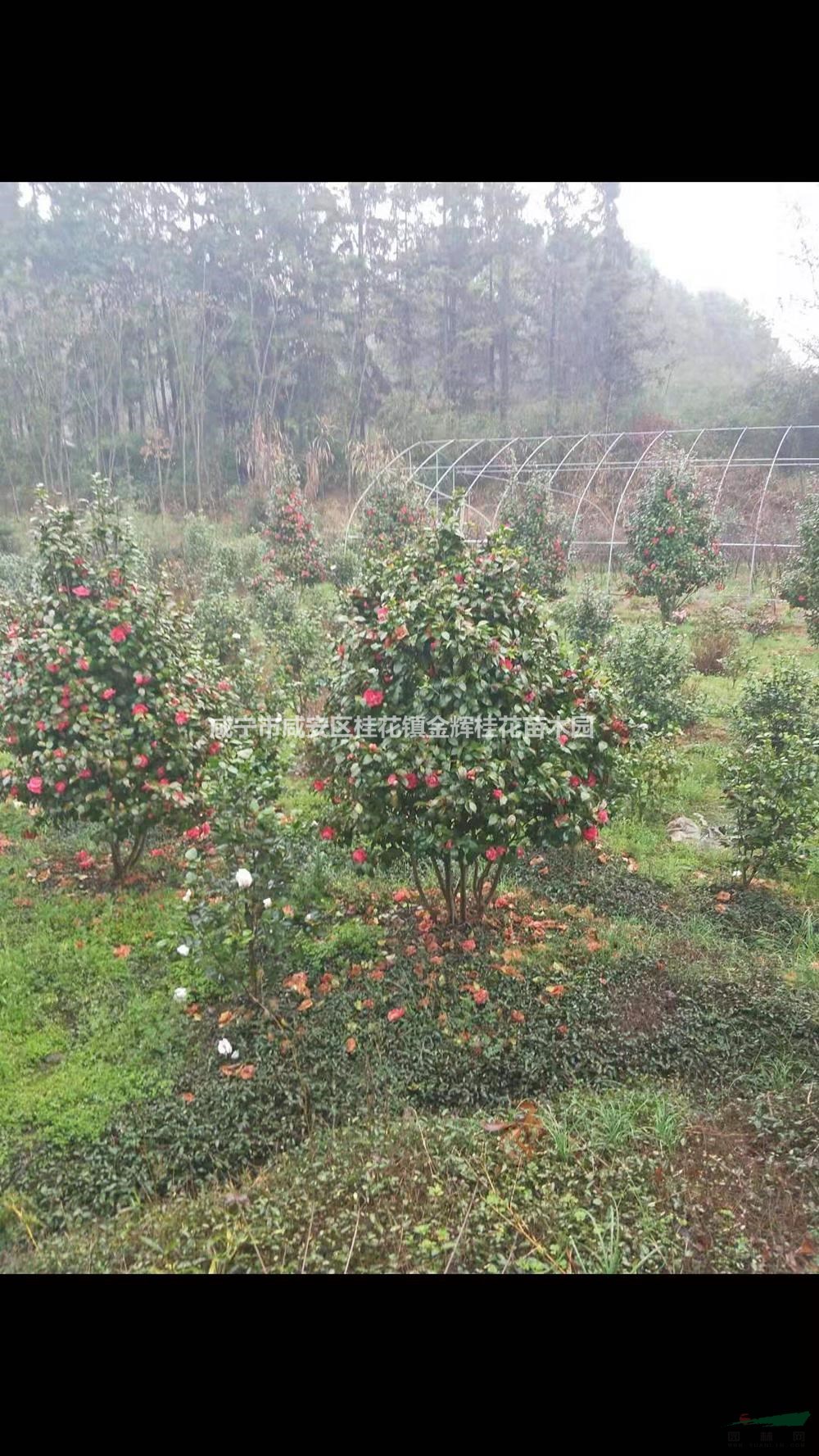 湖北咸寧茶花大量低價供應/茶花價格