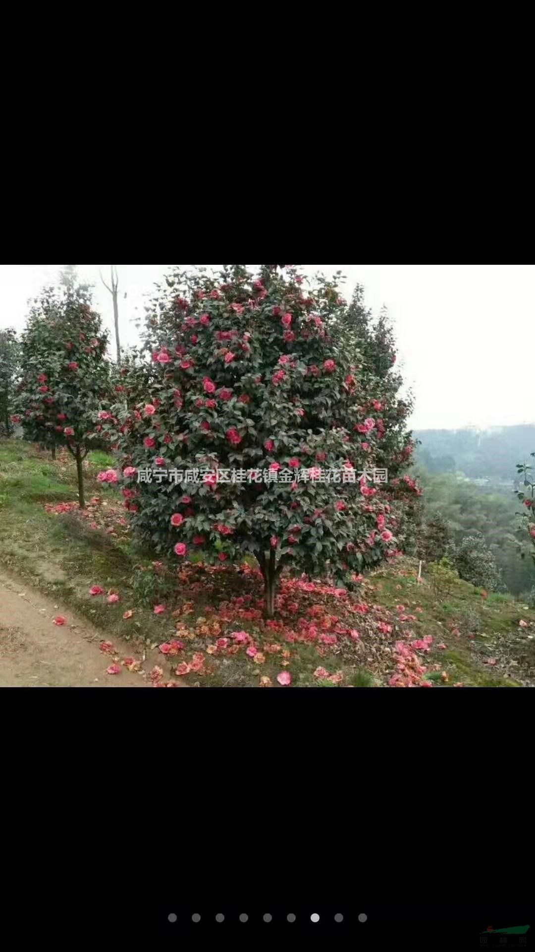 湖北咸寧茶花大量低價供應/茶花價格