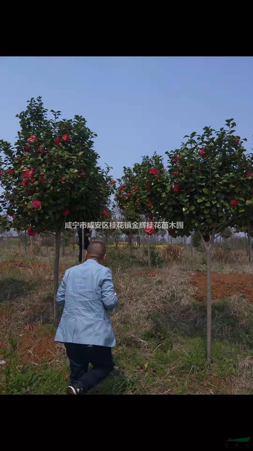 湖北咸寧茶花大量低價供應/茶花價格