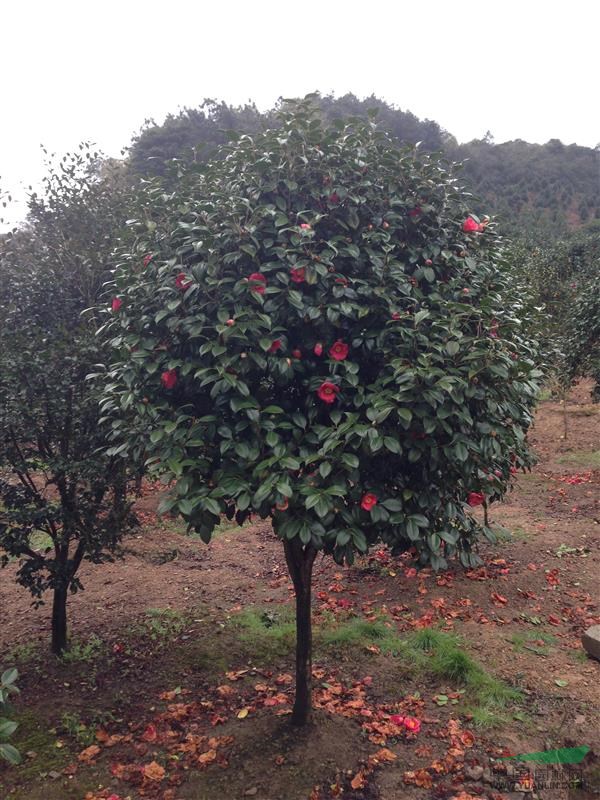 茶花（赤丹）、茶花（紅露珍）、茶花（葡萄紅）、山茶