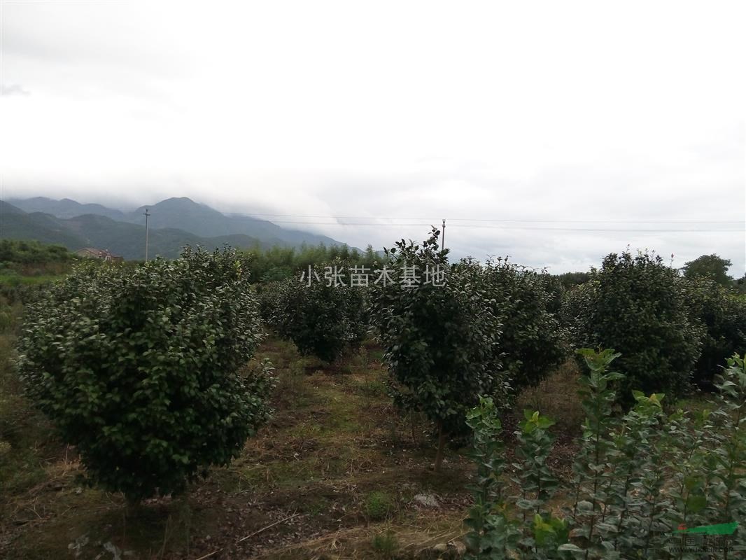 浙江嵊州供茶花，茶梅，紅花繼木，龜甲冬青