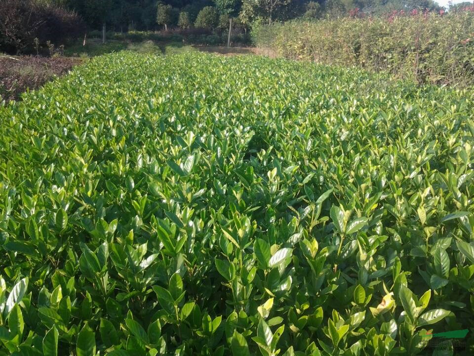 供應(yīng)地苗 四季青 杜鵑 紅繼木 桂花小苗