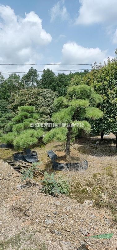 造型赤楠 造型黑松 造型金姬女貞 造型欏木石楠 造型枸骨骨