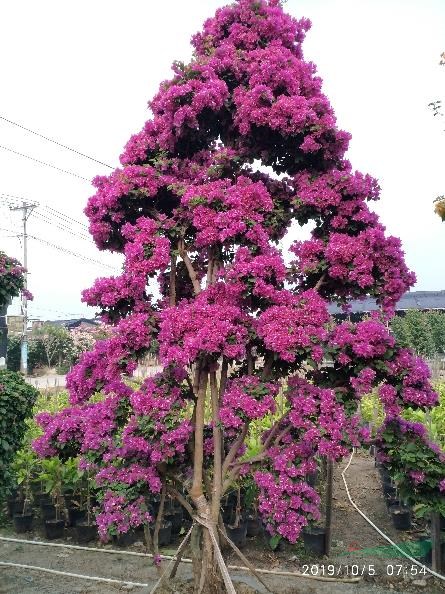 農(nóng)戶直供三角梅，勒杜鵑盆景，花柱