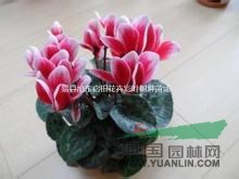 杜鵑花 仙客來 瓜葉菊 四冬季沒有暖氣那就養(yǎng)一些耐寒的花卉吧