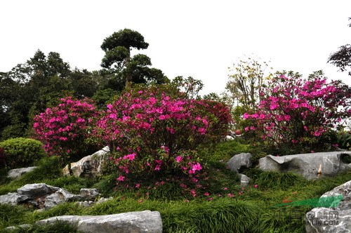 江西供應(yīng)野生枸骨樹，杜鵑 