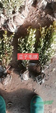 江蘇大葉黃楊基地瓜子黃楊價格衛(wèi)矛價格扶芳藤批發(fā)小葉扶芳藤