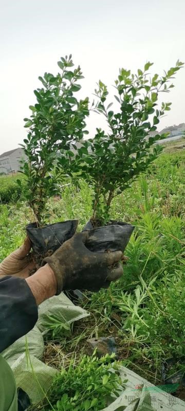 湖北武漢基地直供小葉黃楊 瓜子黃楊 豆瓣黃楊 可供湖南 河南 ..