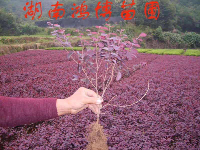 紅花繼木、杜鵑、金葉女貞、月季、小葉桅子