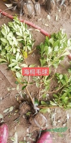 江蘇海桐苗海桐球批發(fā)海桐基地