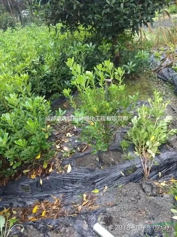 海桐下苗基地 批發(fā)海棠球 海棠小苗批發(fā)基地 海棠工程苗