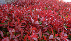 紅葉石楠、八仙花、金瓜子黃楊