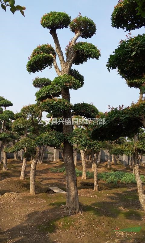 供應(yīng)刺冬青，園林實景拍攝，規(guī)格齊全