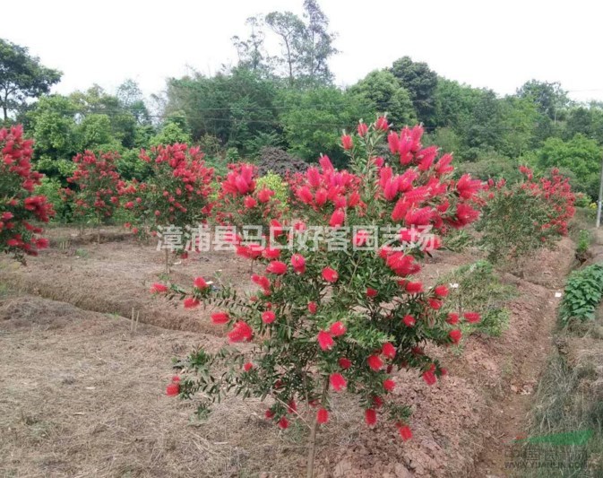 福建漳州美花紅千層基地各種規(guī)格批發(fā)  紅千層價格