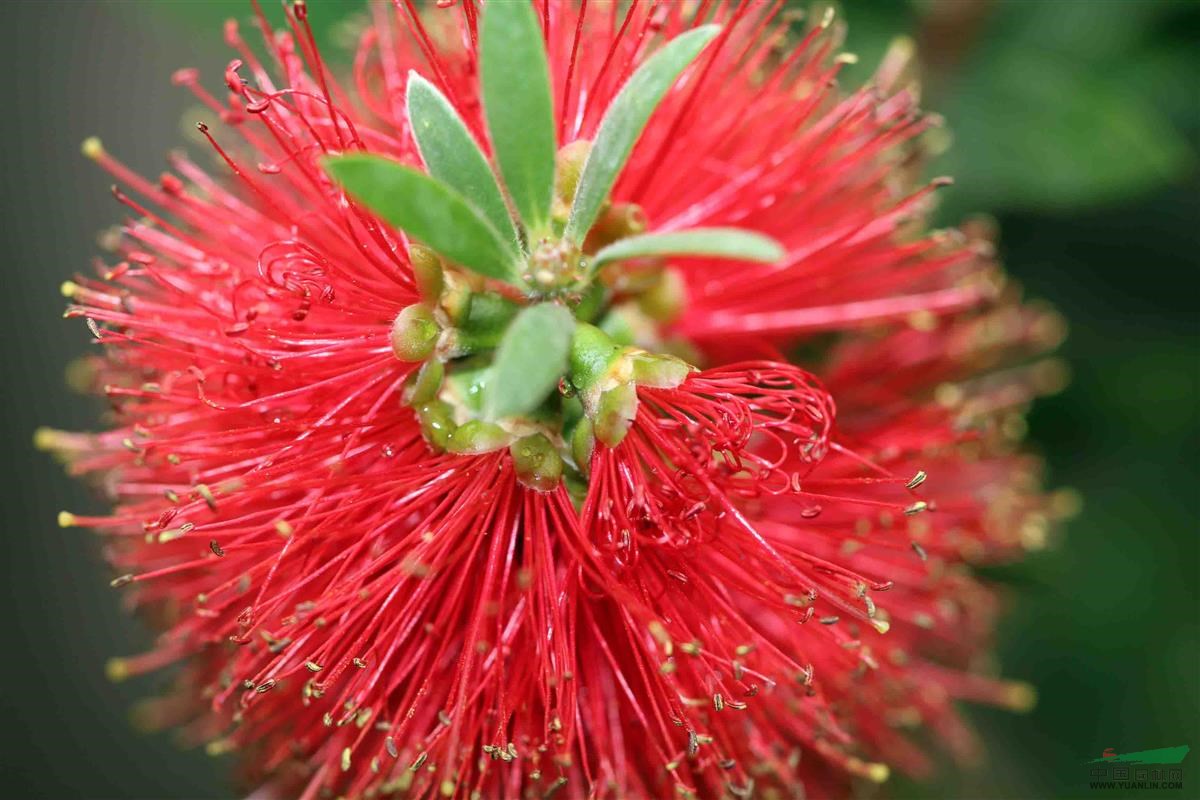 大量供應美花紅千層