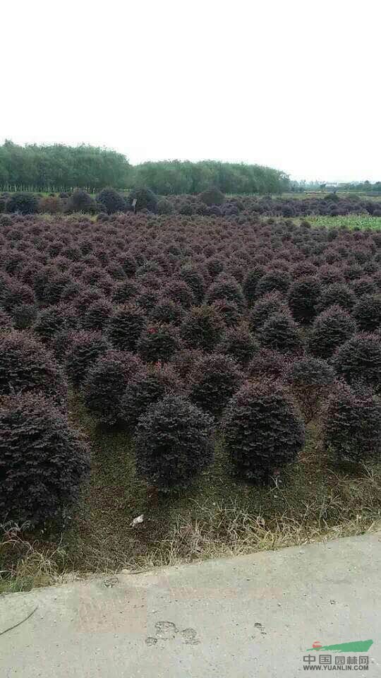 湖南 紅花繼木，紅花繼木球 供應(yīng)