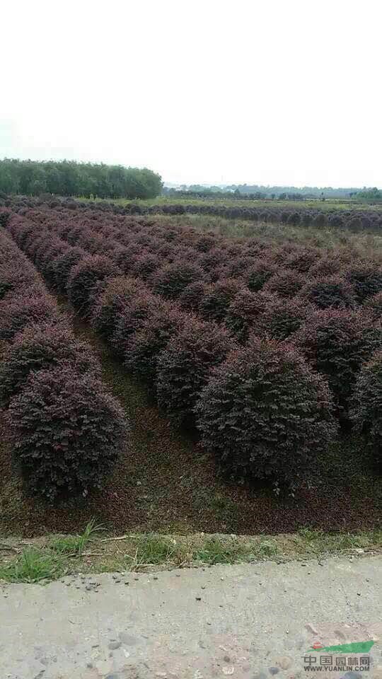 湖南 紅花繼木，紅花繼木球 供應(yīng)