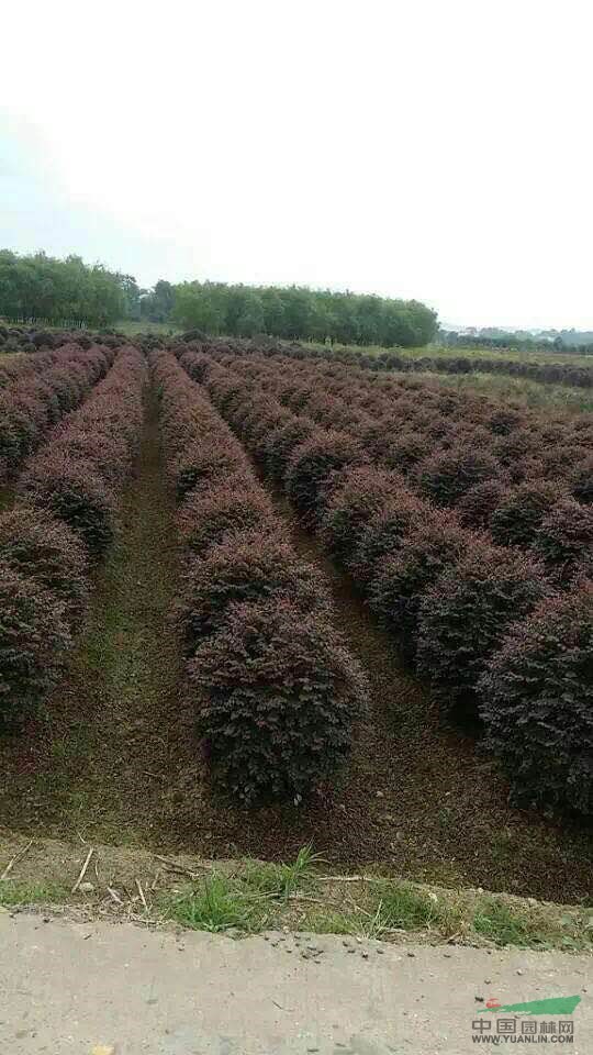 湖南 紅花繼木，紅花繼木球 供應(yīng)