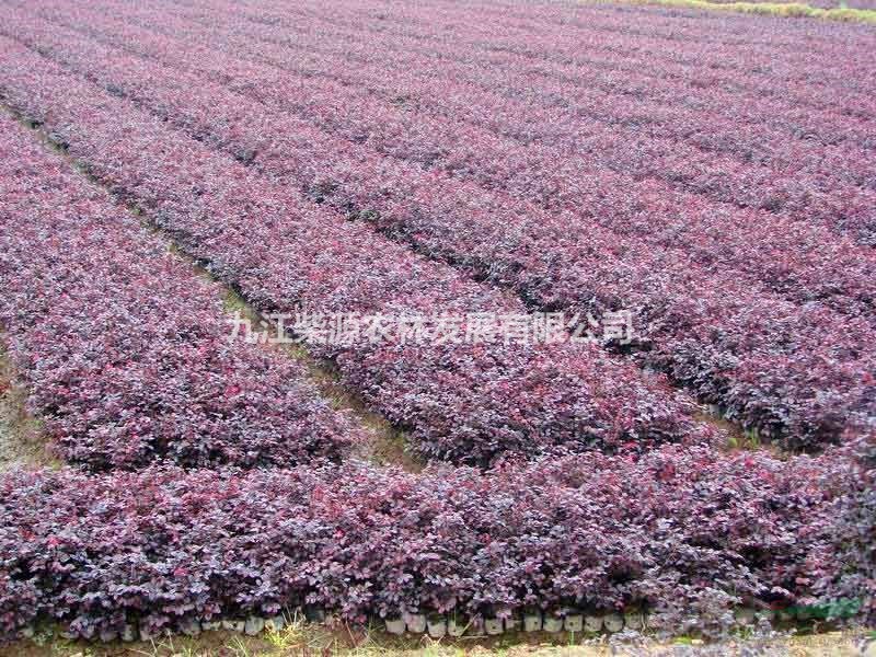 九江紅花繼木基地批發(fā)，農(nóng)戶一手貨源自產(chǎn)自銷紅花繼木價格優(yōu)惠。