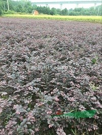 湖南紅花繼木毛球基地