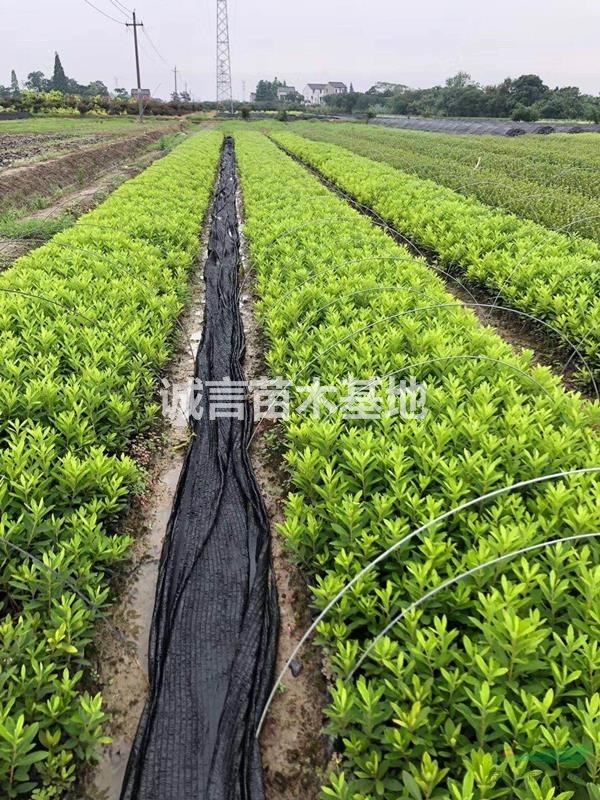 江蘇夏溪苗木色塊小苗供應(yīng)；紅葉石楠，金森女貞，紅花繼木等