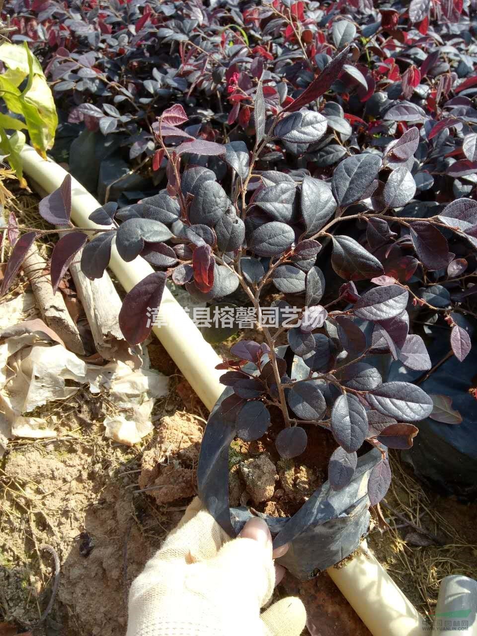 紅花繼木小袋杯容器苗，福建供應(yīng)商直銷，價格實(shí)惠