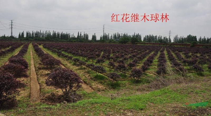 紅花繼木球，江西紅花繼木球