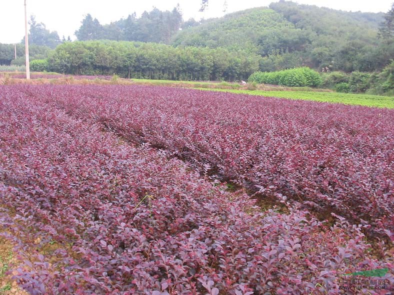 紅花繼木