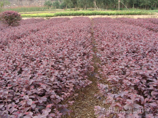 紅花繼木容器苗