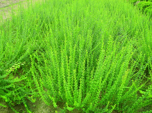 繡線菊、黃馨、山麻桿、木芙蓉