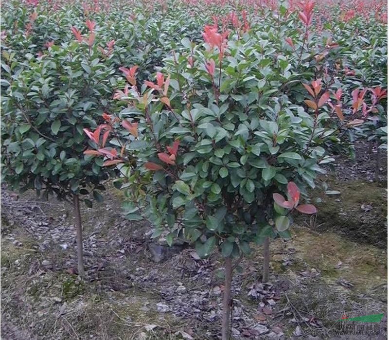 高桿紅葉石楠