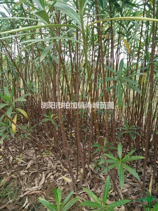 湖南夾竹挑價格，湖南夾竹桃最新價格