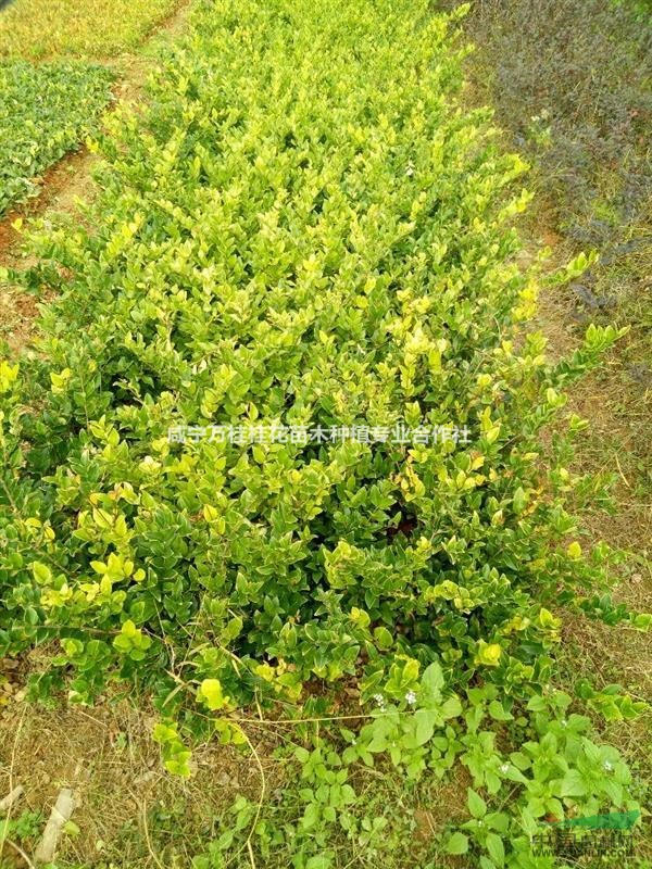 湖北紅葉石楠苗，紅繼木苗，大葉梔子苗，茶花苗，金邊黃楊苗