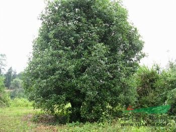 基地直供盆景類:桂花、臘梅、木香、金桔、牡丹  